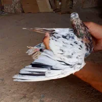 پرنده کبوتر