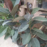 فروش گل فیکوس وشفلرا