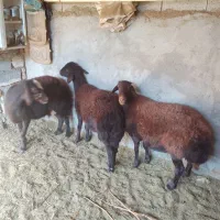 گوسفند|حیوانات مزرعه|بناب, |دیوار