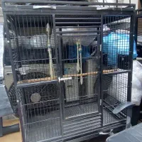 قفس طوطی و کاسکو