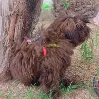 واگذاری سگ شیتزو