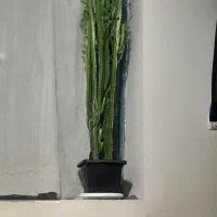 گل طبیعی خوشکل بلند