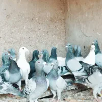 کبوتر پلاکی نر