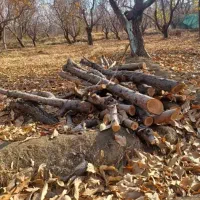 خریدار چوب و هرس کاری