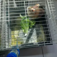 خرگوش با قفس