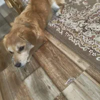 پیدا شده،قبلش گم شده