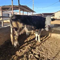 گاو سیمینتال 7 ماه ابستن