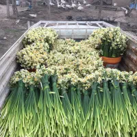 گل نرگس|گل و گیاه طبیعی|آزادشهر, |دیوار