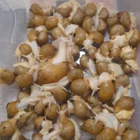 حلزون پرورشی