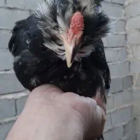 فروش یامعاوضه نیمچه مرغ و خروس گلین لری و گردن لخت