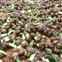 فروش خرده و عمده حلزون اسکارگوت فرانسوی طبی درمانی