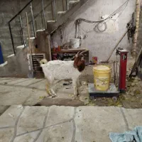 بز..|حیوانات مزرعه|کهک, |دیوار