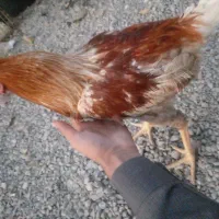 چند نمونه خروس|حیوانات مزرعه|خاش, |دیوار