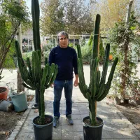 کاکتوس وگیاهان آپارتمانی