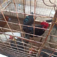 خروس محلی اصل|حیوانات مزرعه|اهرم, |دیوار