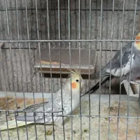 عروس هلندی