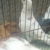 گمشده‌‌|حیوانات|تبریز, |دیوار