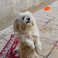 سگ شیتزو پشمالو