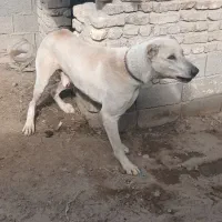 واگذاری سگ نگبانی سرابی|سگ|مشهد, سیسآباد|دیوار