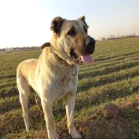 سگ ماده دزدیده شده