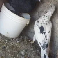 کبوترساروزاغ کرمانی|پرنده|قائن, |دیوار