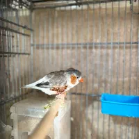 فنچ زبرا پنگوئنی انگلیسی