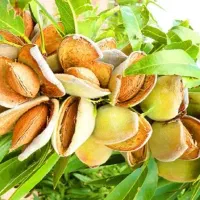 نهالستان قطب صنوبر در غرب کشور تظمینی درجه یک