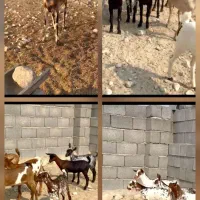 بویر|حیوانات مزرعه|اهواز, کیانپارس |دیوار