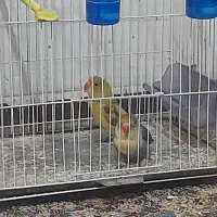 کوتوله بریزیلی|پرنده|مشهد, مشکینی (شهرک غرب)|دیوار