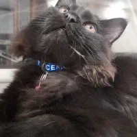 پرشین ۶ ماهه|گربه|میاندوآب, |دیوار