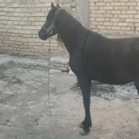 نریون دره شوری|اسب و تجهیزات اسب‌سواری|فارسان, |دیوار