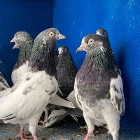 سلاره|پرنده|بندرعباس, |دیوار