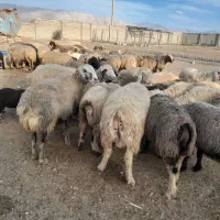 ۶۵راس شیشک و میش دورگ بختیاری بره دار|حیوانات مزرعه|کازرون, |دیوار