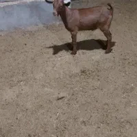 کهره نر مورسیا