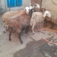 گوسفند کاور بره