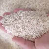 برنج سالم ونیم دانه طارم رودبار