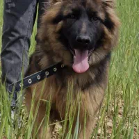 سگ ژرمن شولاین