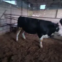 گوساله نر|حیوانات مزرعه|کوهنانی, |دیوار