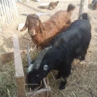 دو عدد نربز ۱۰ ماه مست|حیوانات مزرعه|قرچک, صالح آباد|دیوار