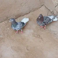 کبوتر رنگی دم سفید|پرنده|کارون, |دیوار