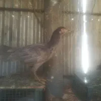 کبوتر راعبی مرغ لاری معاوضه