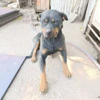 سگ روتوایلر|سگ|تهران, صاحب الزمان|دیوار