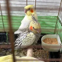 عروس هلندی|پرنده|الوند, |دیوار