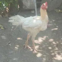 خروس لاری تک رنگ