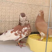 شهری چپ سرور خوشرنگ زرد