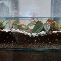 تراریوم بهاران|گل و گیاه طبیعی|اهواز, بهزاد شهر|دیوار