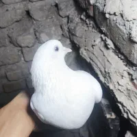 کفتر رنگی هما