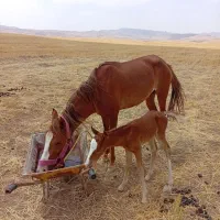 مادیان همراه با کره۵روزه