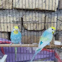 مرغ عشق رینبو و پروانه ای|پرنده|دوگنبدان, |دیوار