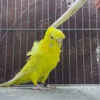 مرغ عشق پروانه ای مولد|پرنده|زیرکوه, |دیوار